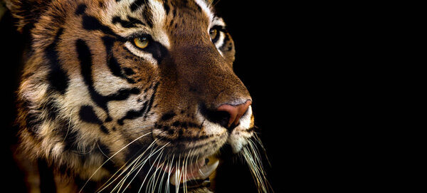 Wild Siberian tiger on nature, closeup horizontal photo