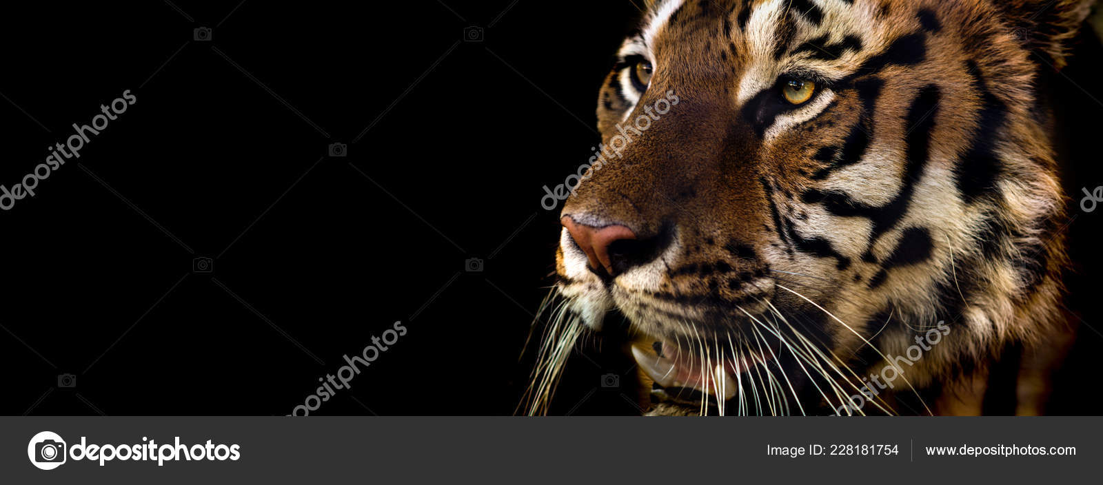 Wild Siberian Tiger Nature Closeup Photo Stock Photo by ©tankist276 228181754