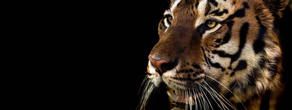 Tigre Sibérie Sauvage Sur Nature Gros Plan Photo Horizontale — Photo