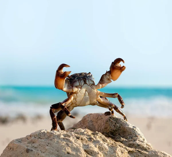 Vilda Krabba Murare Stå Och Hotfullt Lyfte Claws Upp Havet — Stockfoto