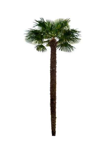 Enda Palmträd Vit Bakgrund — Stockfoto