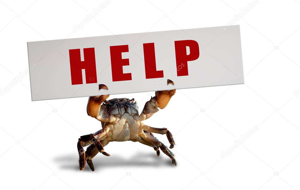 crab bricklayer stand and lifted claws up with white board , on white background; isolated, animal protection (endangered species)  concept