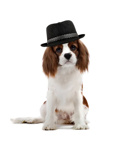 Puro Raça Cão Cachorro Cavaleiro Rei Charles Spaniel Sente Fundo — Fotografia de Stock