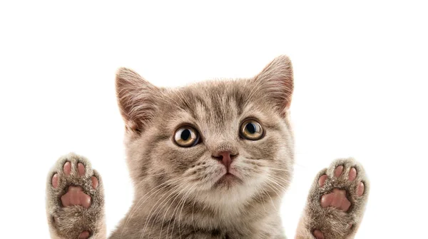 Nahaufnahme Maulkorb Das Schöne Braune Kleine Kätzchen Mit Beinen Auf — Stockfoto
