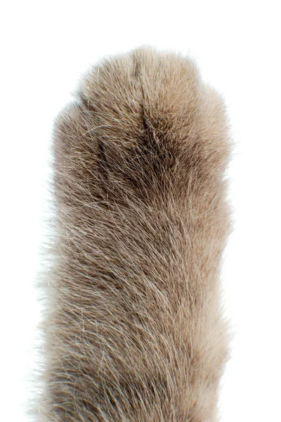 Paw Cat Closeup Show Hands Concept Vertical Photo White Background — Stock Photo, Image