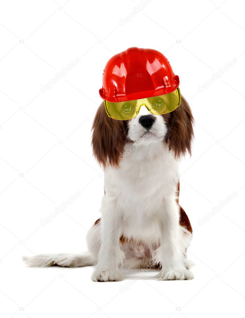 dog in clothes worker  builder, sit on white background, isolated