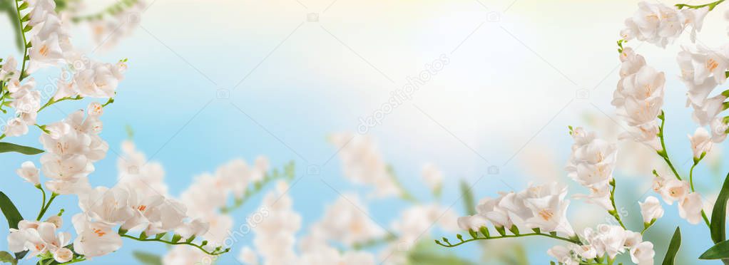 beautiful  horizontal flower background , spring concept