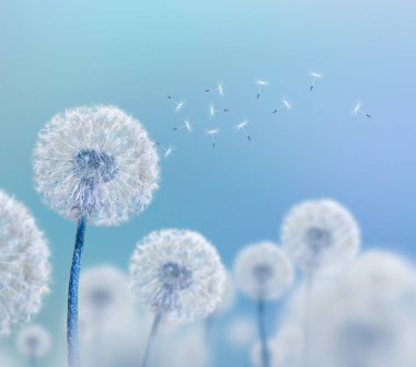 mavi zemin üzerine beyaz dandelions