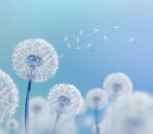 White dandelions on blue background — Stock Photo, Image