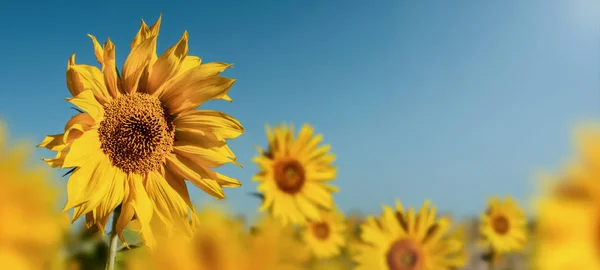 Schönheitsfeld Sonnenblume — Stockfoto