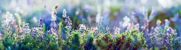 Vilda blommor och gräs närbild, horisontella panoramafoto — Stockfoto