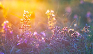 Yabani çiçekler ve çimenler yakın plan