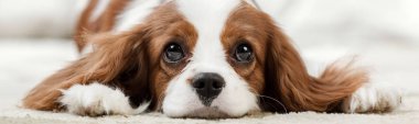 Şövalye Kral Charles Spaniel