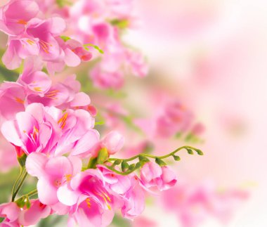 Beyaz arkaplanda çiçekler