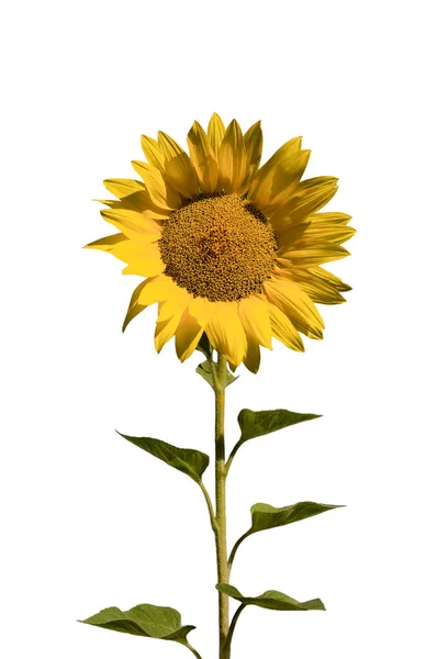 Sonnenblume ausgeschnitten — Stockfoto