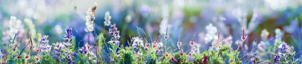 Wilde bloemen en gras close-up, horizontale panoramafoto — Stockfoto
