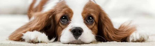 Cavalier Koning Charles Spaniel — Stockfoto