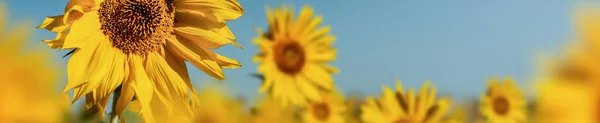 Schönheitsfeld Sonnenblume — Stockfoto