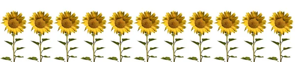 Set of sunflower — Stock Photo, Image