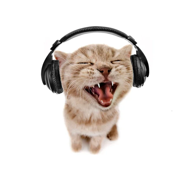 Gatito escucha música en los auriculares — Foto de Stock