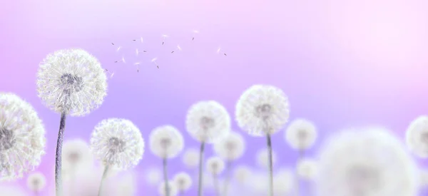 Witte paardebloemen op paarse achtergrond — Stockfoto