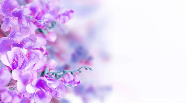 Mauve bloesem bloemen — Stockfoto