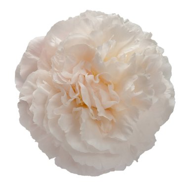 tek çiçek tomurcuk şakayık