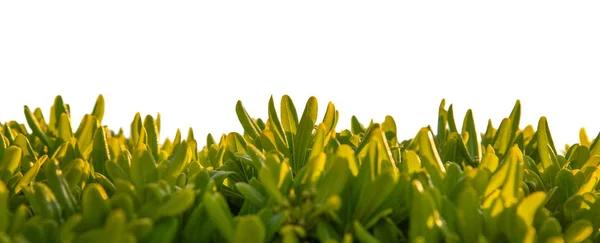 흰색 바탕에 녹색 신선한 잔디 — 스톡 사진
