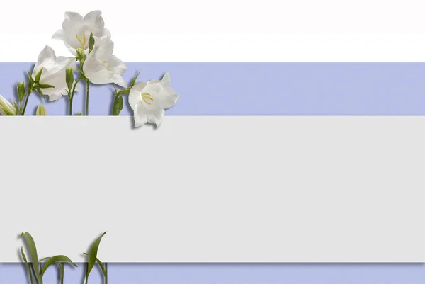 Template with white flowers — Stock Photo, Image