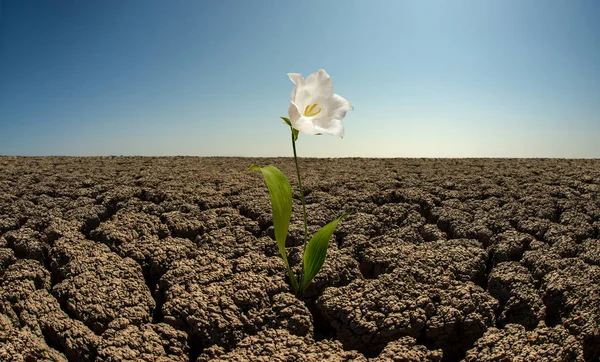 Blume in dürrer Wüste — Stockfoto