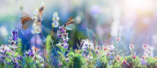 野生の花や草のクローズ アップ、水平方向のパノラマ写真 — ストック写真