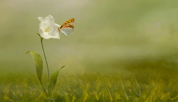 Belle fleur blanche sur la nature — Photo