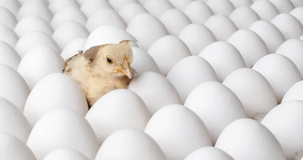 White eggs and one egg hatches chicken — Stock Photo, Image