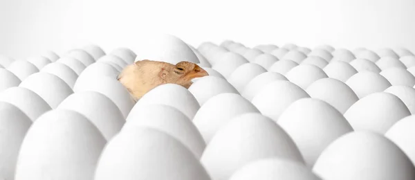 White eggs and one egg hatches chicken — Stock Photo, Image