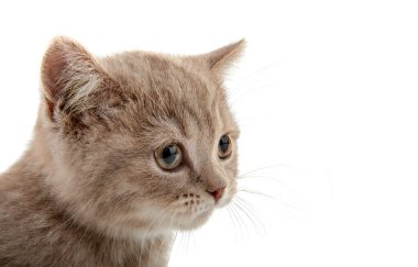 kahverengi küçük kedi yavrusu