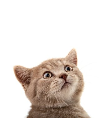 kahverengi küçük kedi yavrusu