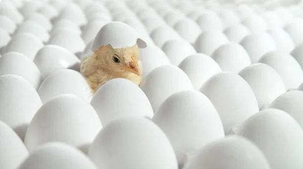 Huevos blancos y un huevo eclosiona pollo — Foto de Stock