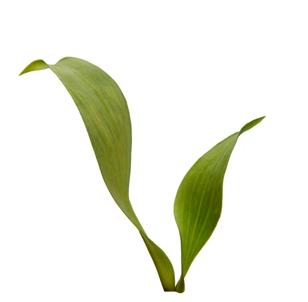 Fehér alapon zöld friss fű — Stock Fotó