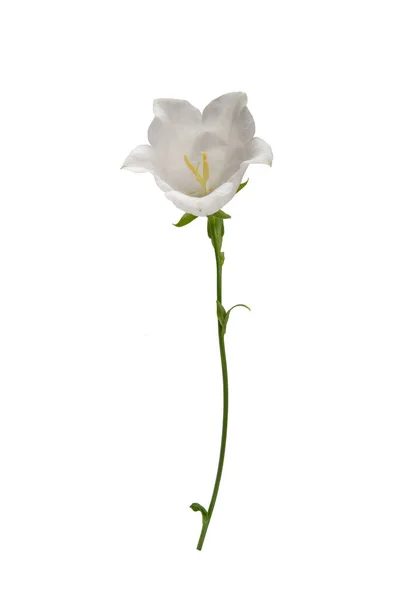 Flowers on white background — Stock Photo, Image