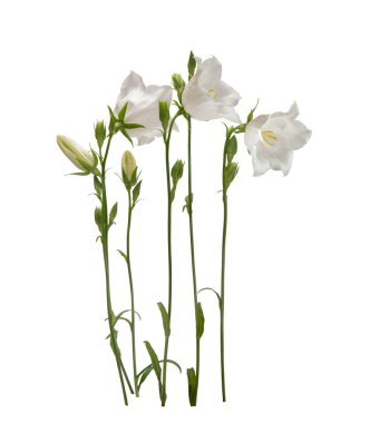 Beyaz arkaplanda çiçekler