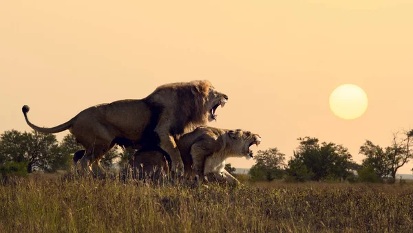 Leoni a savana arida — Foto Stock