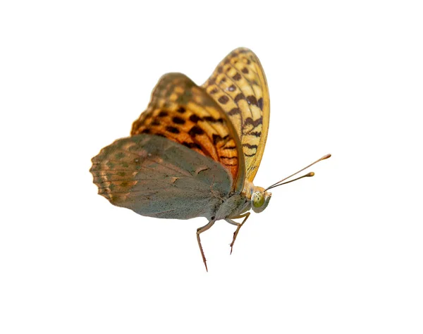 Butterfly on white background — Stock Photo, Image