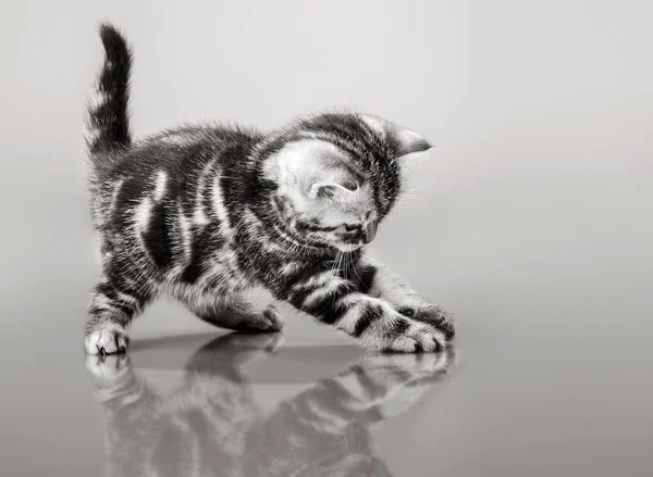 Un peludo gris hermoso gatito —  Fotos de Stock
