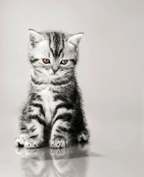 美しい小さな子猫 — ストック写真