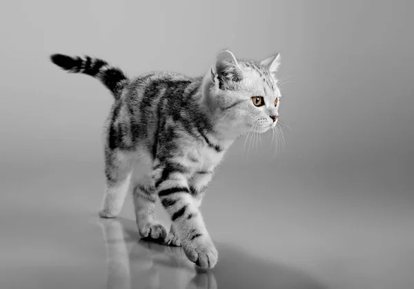 Beautiful little kitten — Stock Photo, Image