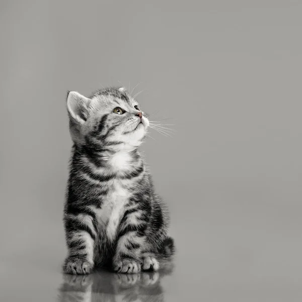 Beautiful little kitten — Stock Photo, Image