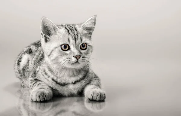 Beautiful little kitten — Stock Photo, Image