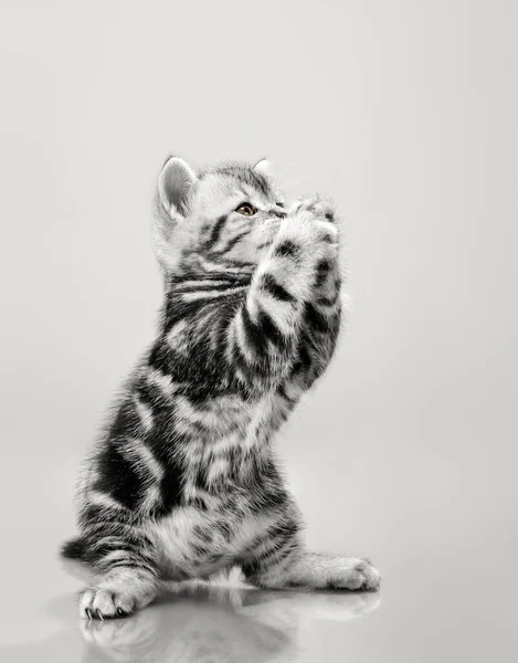 Красивый маленький котенок — стоковое фото