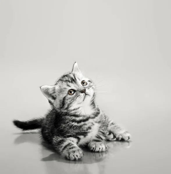 One grey stripy beautiful little kitten — Stock Photo, Image