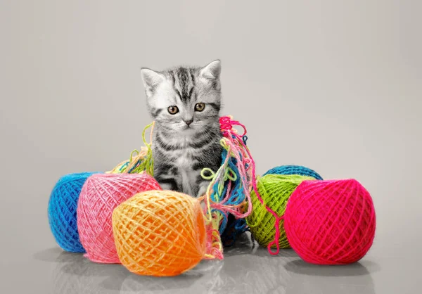 Gris hermoso pequeño gatito — Foto de Stock